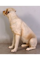 PERRO LABRADOR