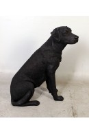 PERRO LABRADOR NEGRO