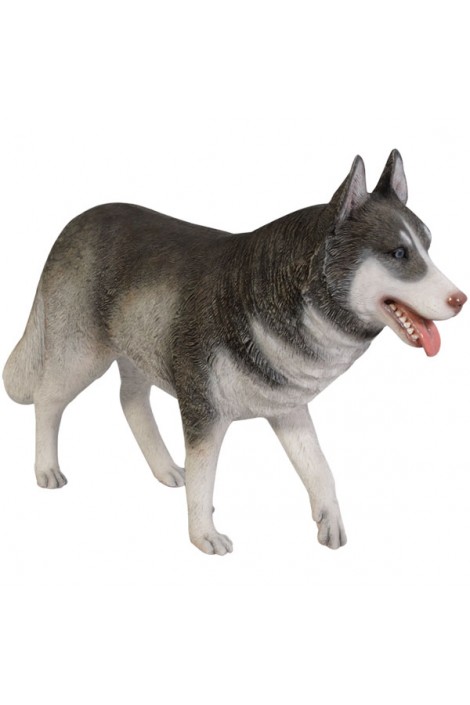 HUSKY SIBERIANO