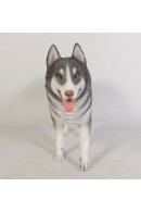 HUSKY SIBERIANO