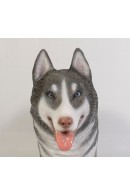 HUSKY SIBERIANO