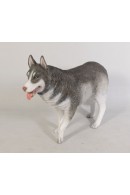 HUSKY SIBERIANO