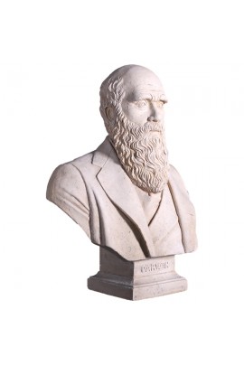 BUSTO DARWIN ACABADO PIEDRA