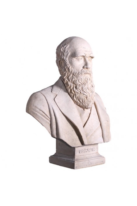 BUSTO DARWIN ACABADO PIEDRA