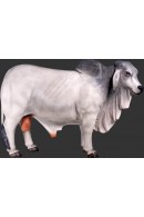 TORO BRAHMAN GRIS